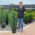 Juniperus chinensis Blue Point 239607